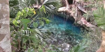 hallan restos oseos de un perezoso y caballos extintos en cenote de yucatan