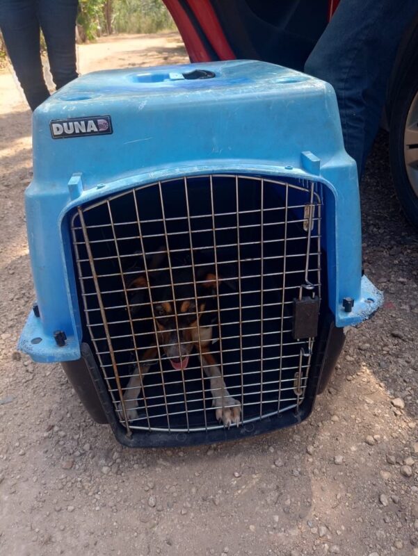 Realizan caminata por los derechos de los animales 2 c96b8b4b 657e 4e15 96d7 1c9d7b6f0763 1
