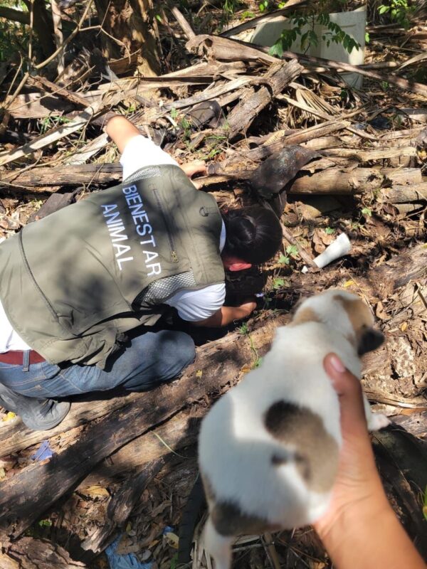 Realizan caminata por los derechos de los animales 3 ec35377d 7c6f 4a9f a561 c13d97a54520 1