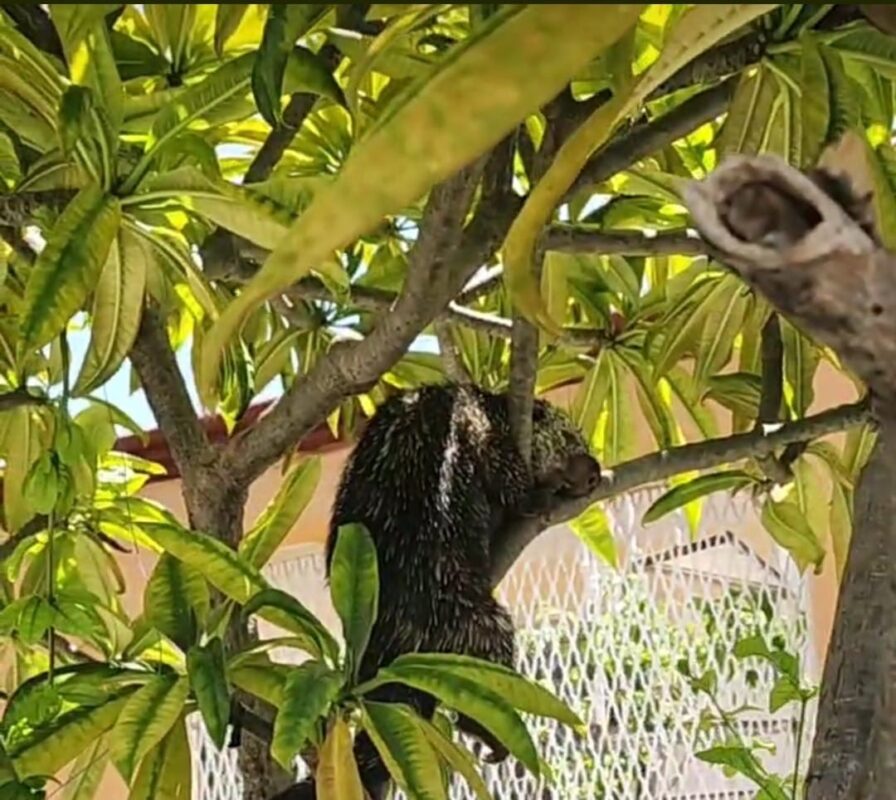 Avistan puercoespín atrapado en un arbol en la colonia Jardines de Chetumal 1 9516a60b f443 4475 baa3 33d5e8ca32ad 1