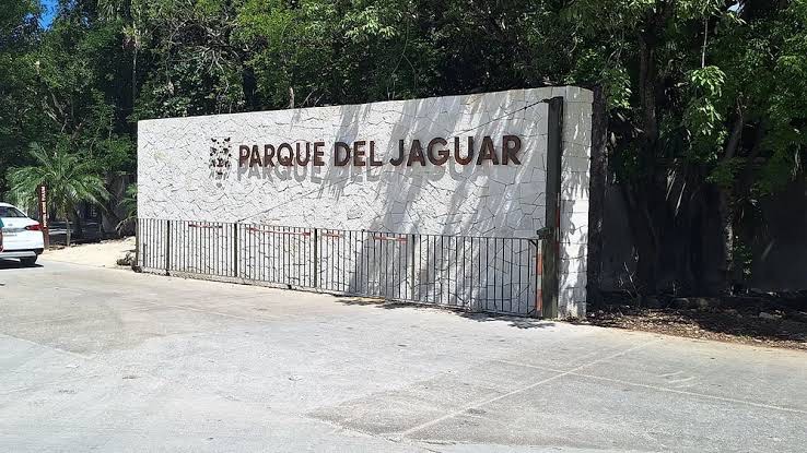 Anuncian entrada gratuita al Parque del Jaguar todos los domingos tras polémica por cobros 1 7a6d8703 dff8 454f 9a59 fd4714811b8f
