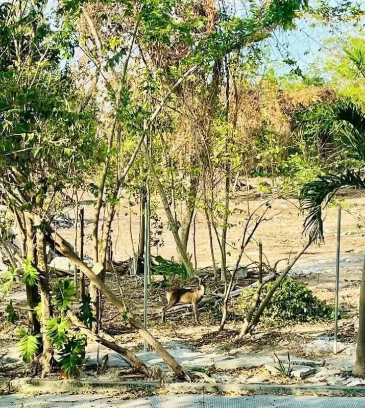 Analizan sanciones administrativas a aplicar en contra del desarrollo Legacy en Playacar 1 23e99da9 103c 411d acbc a8960a9d8596