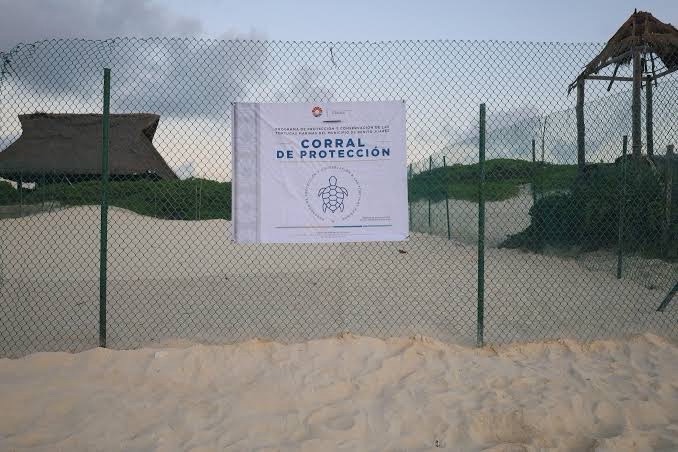 Piden no acudir con mascotas a playas de Cancún para no alterar la anidación de tortugas 2 72c5d069 d8ef 4191 923f 55655f769dad