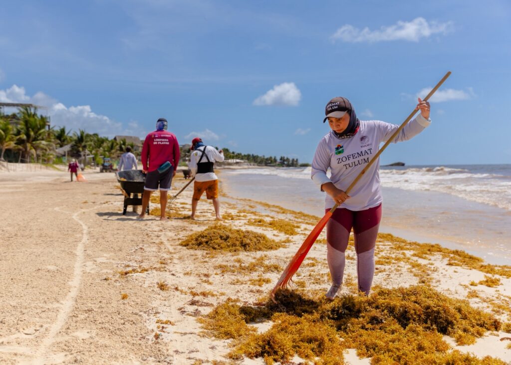 Tulum fortalece el trabajo coordinado para atender el recale de sargazo 3 180727f9 db87 4db0 a469 de8e4e822afd