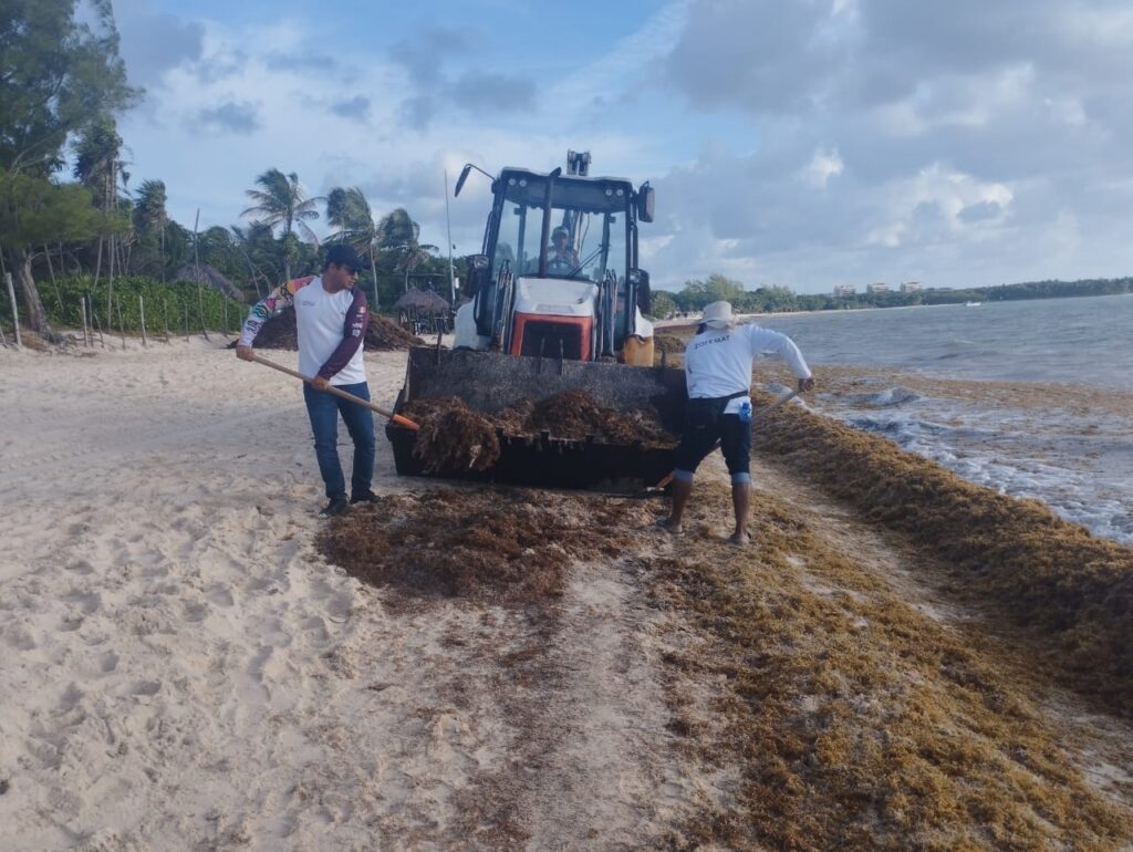 Llaman empresarios a emitir una declaratoria de emergencia de sargazo en la Riviera Maya 2 d80d37d3 ca44 4beb aea5 559f27da29bf