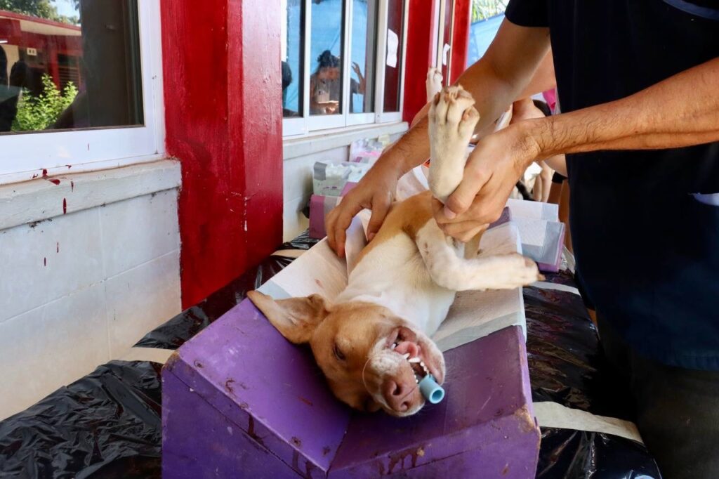 Fortalece Blanca Merari campañas de esterilización con entrega de insumos y equipo para bienestar animal 2 f1e7eb6b 1eb5 4f05 9782 82fdaa6911b2