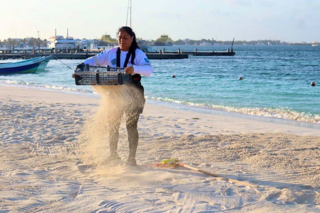 Playas de Isla Mujeres se mantienen limpias, ordenadas y libres de sargazo durante el verano 1 cb755e07 08f1 40d0 a547 882e1e4c3861