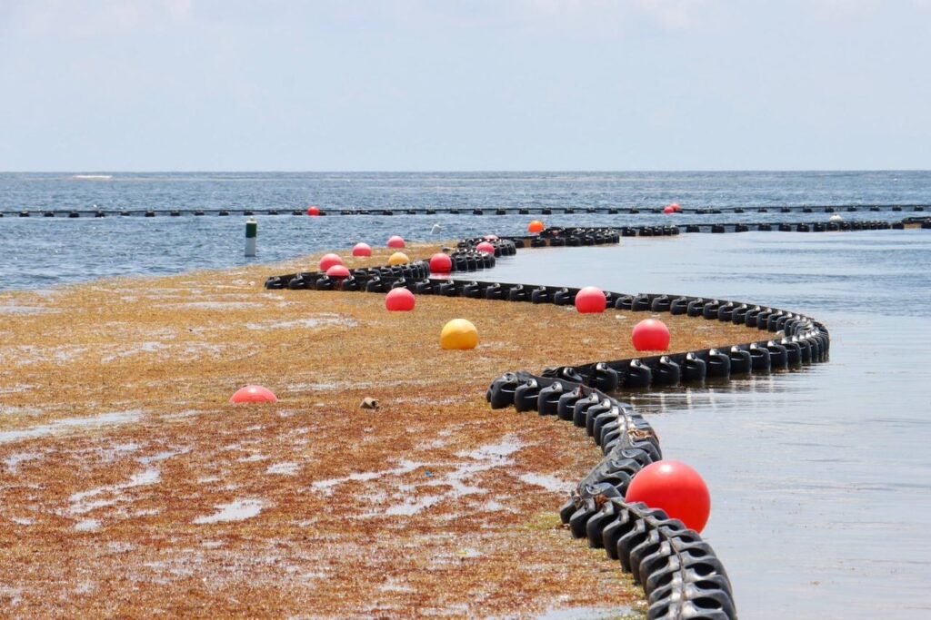 Mantiene Puerto Morelos atención permanente en Playas para combatir el sargazo 1 82a17e41 2044 451d a196 c79ccc15a8cf