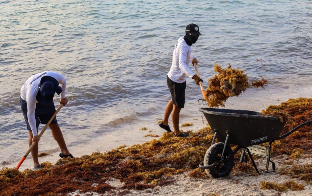Mantiene Puerto Morelos atención permanente en Playas para combatir el sargazo 3 fab12c90 2648 4a4c 957d 736de71c5dbc