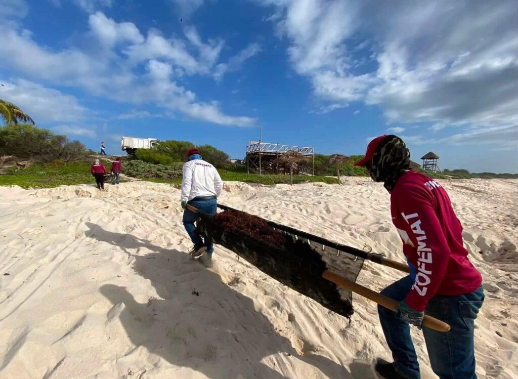 Localizan crías de tortuga vivas y muertas durante limpieza en Cozumel 2 07CA509B 6B0B 4904 949B 012DD3F1A8A3