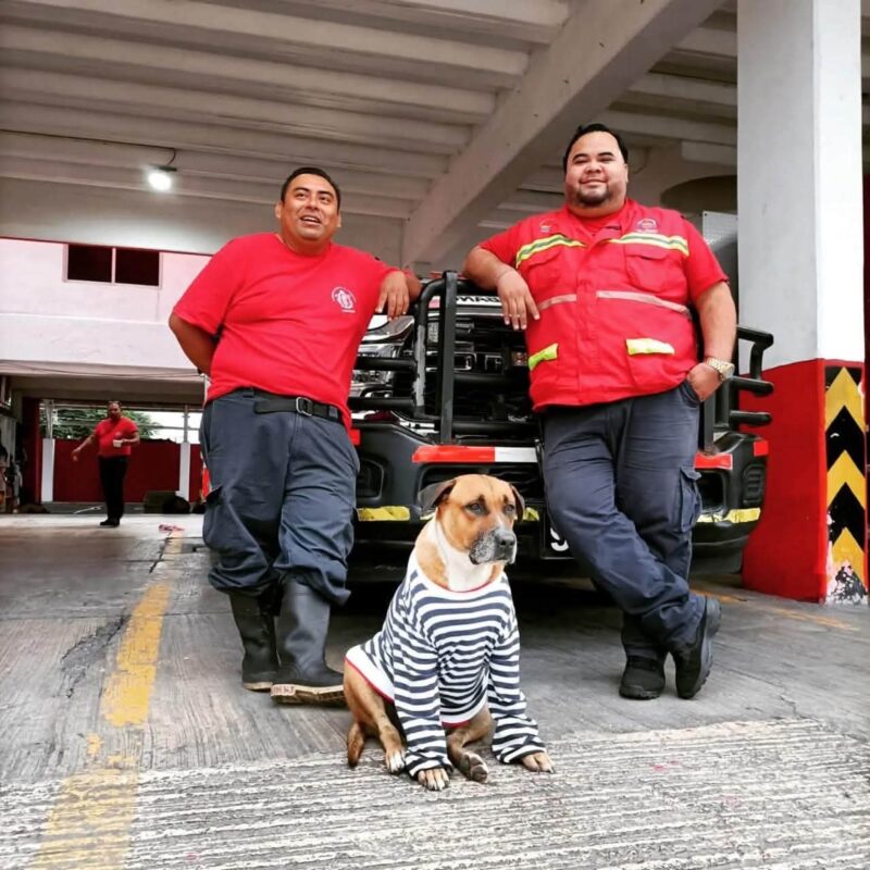 Atiende Bomberos Cancún al perro 'Solovino' en medio de acusaciones de supuesto abandono 1 6579CF8A 0887 4D38 87E8 7C0896E5BFA2
