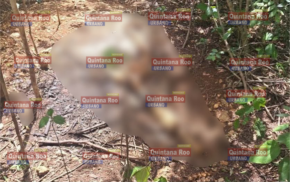 Identifican por ADN el cuerpo hallado en la colonia Constituyentes en Felipe Carrillo Puerto; contaba con ficha de búsqueda 3 B44F7B5A 7BB3 4416 AEE4 430EFA61AF8D