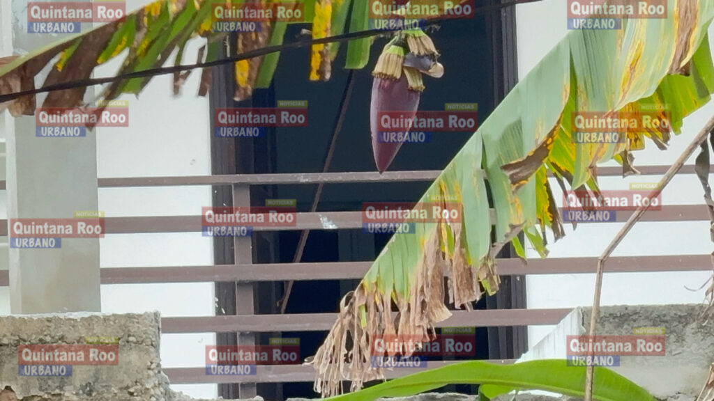 Hallan a persona sin vida y en avanzado estado de putrefacción en una cuartería de FCP 2 D1723416 6919 49B6 800C E4141DDF49C3